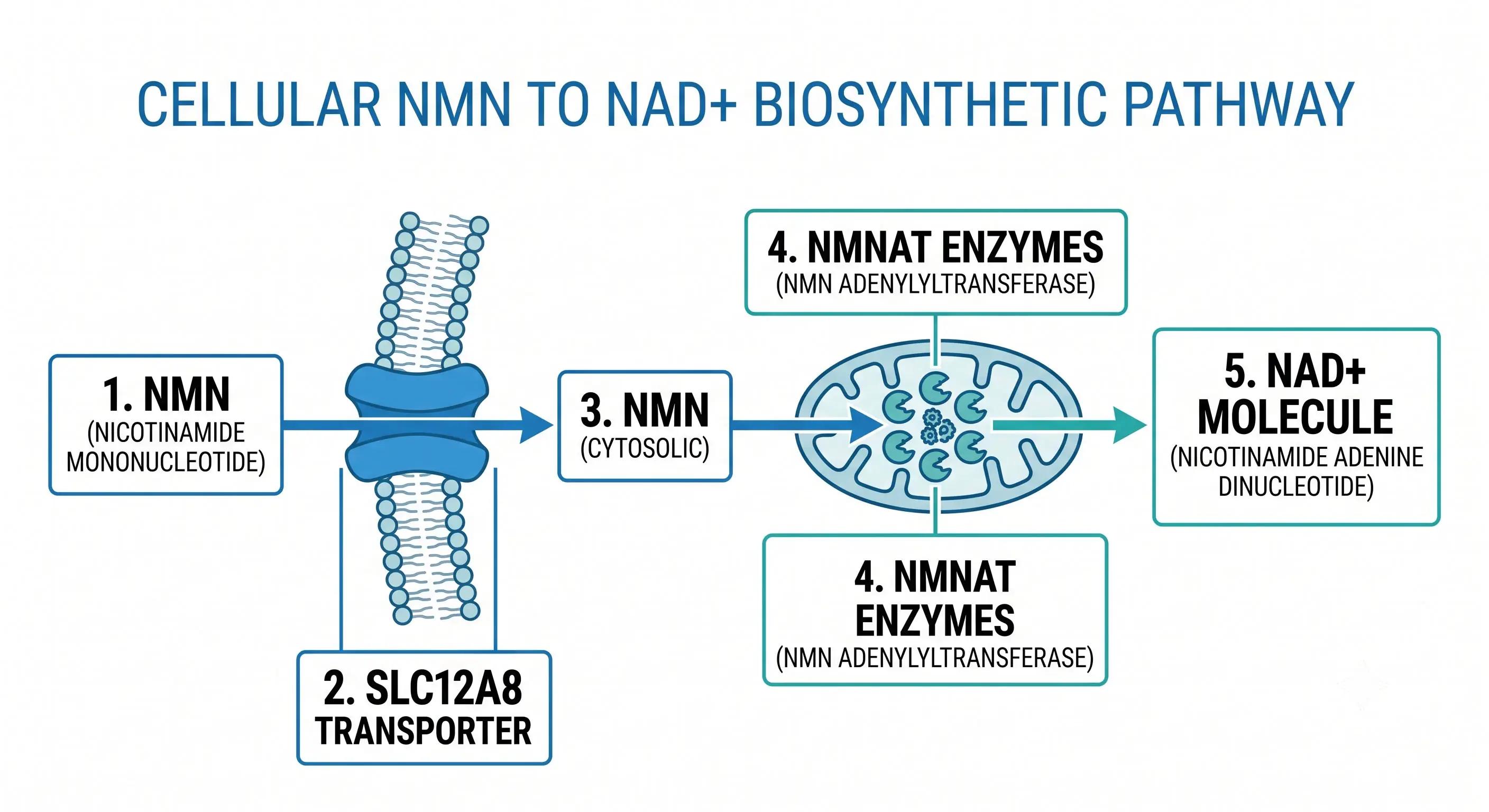 مخطط تحويل NMN إلى NAD+ عبر مسارات النقل الخلوي والإنزيمات
